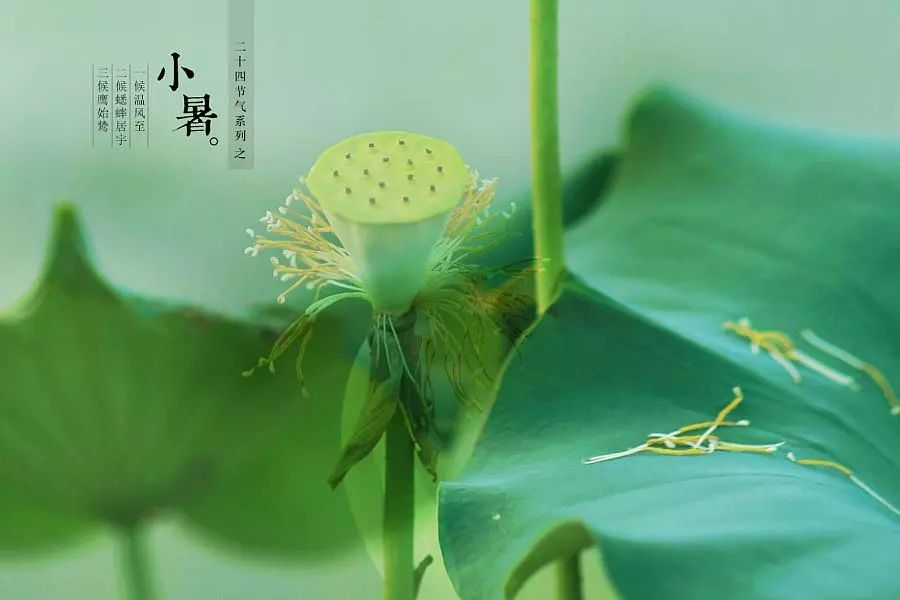 倏忽溫風(fēng)至，因循小暑來!