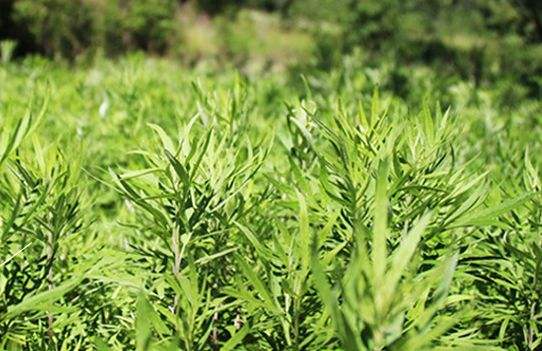 艾草艾葉在生活中有什么用途？